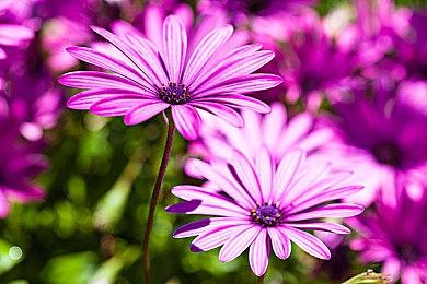 索尼公开1月PS+会免游戏阵容 含女神异闻录5外传